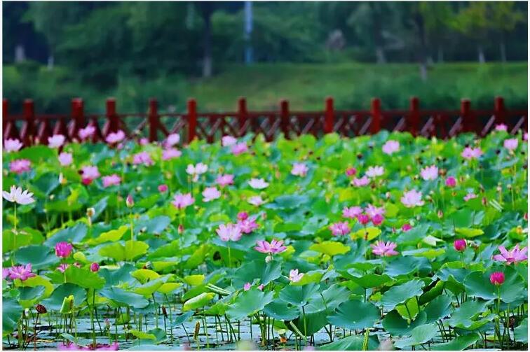 黄河二路荷花栽植