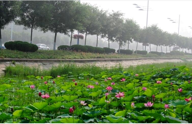 黄河二路荷花栽植