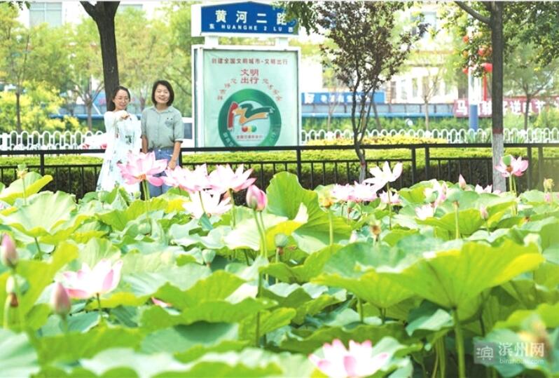 黄河二路荷花栽植